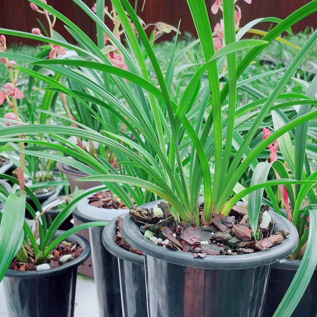 小***草完全开放一物一拍漂亮开花