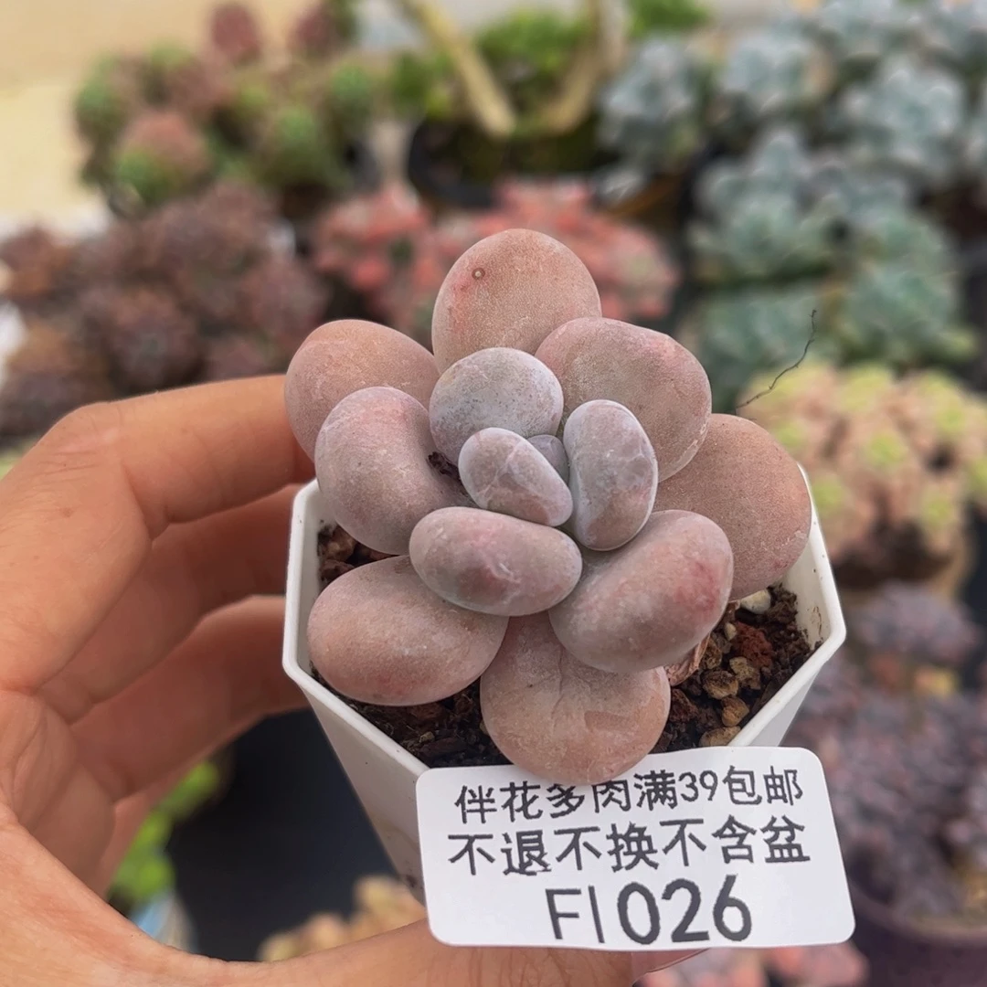016-橙雪球多肉3cm