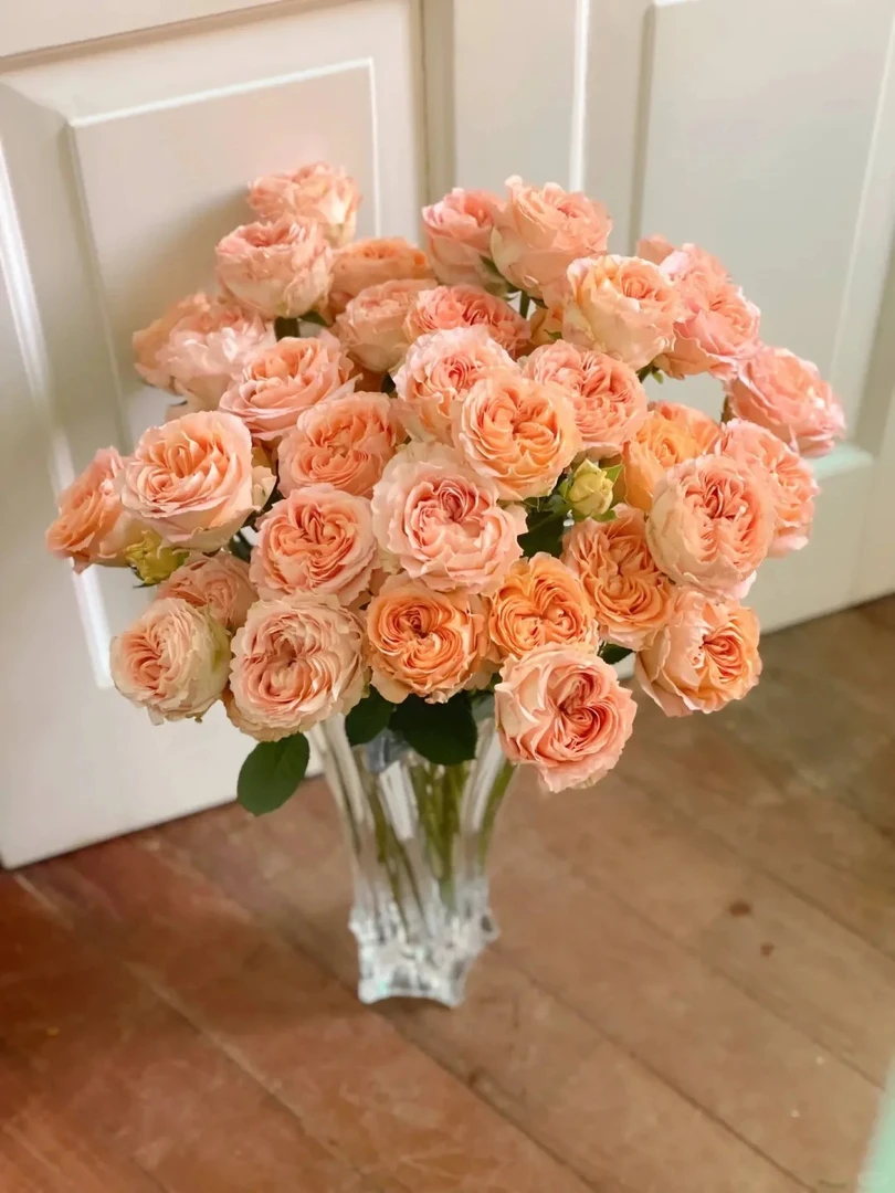 鲜花   多头杏色蕾丝8只+2只防损  任意两单包邮