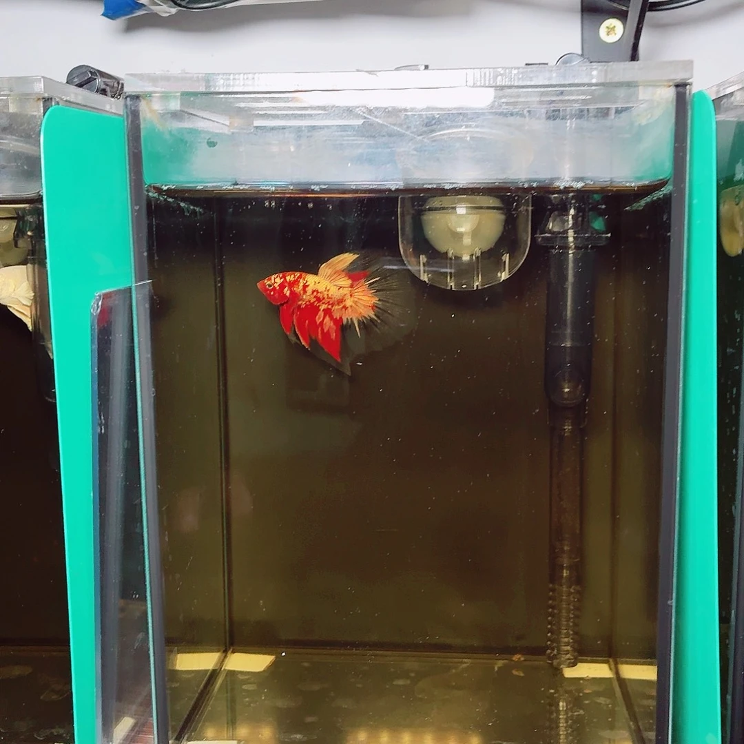 斗鱼红金半月公鱼