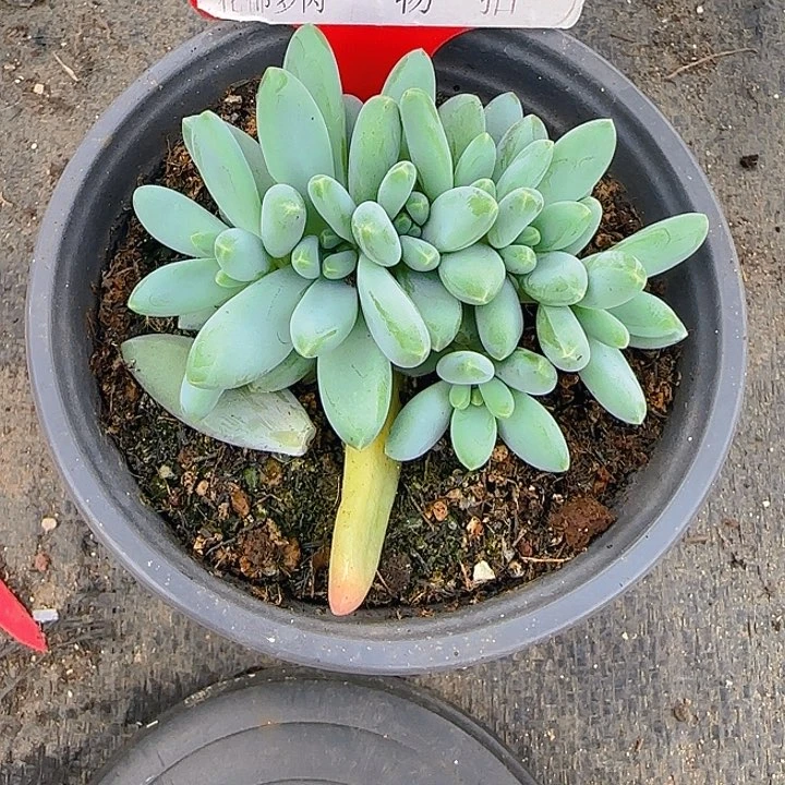 不***瓜阿蒂斯托820多肉植物