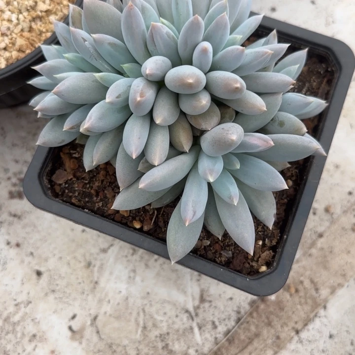 一***~多肉植物哥特萝莉