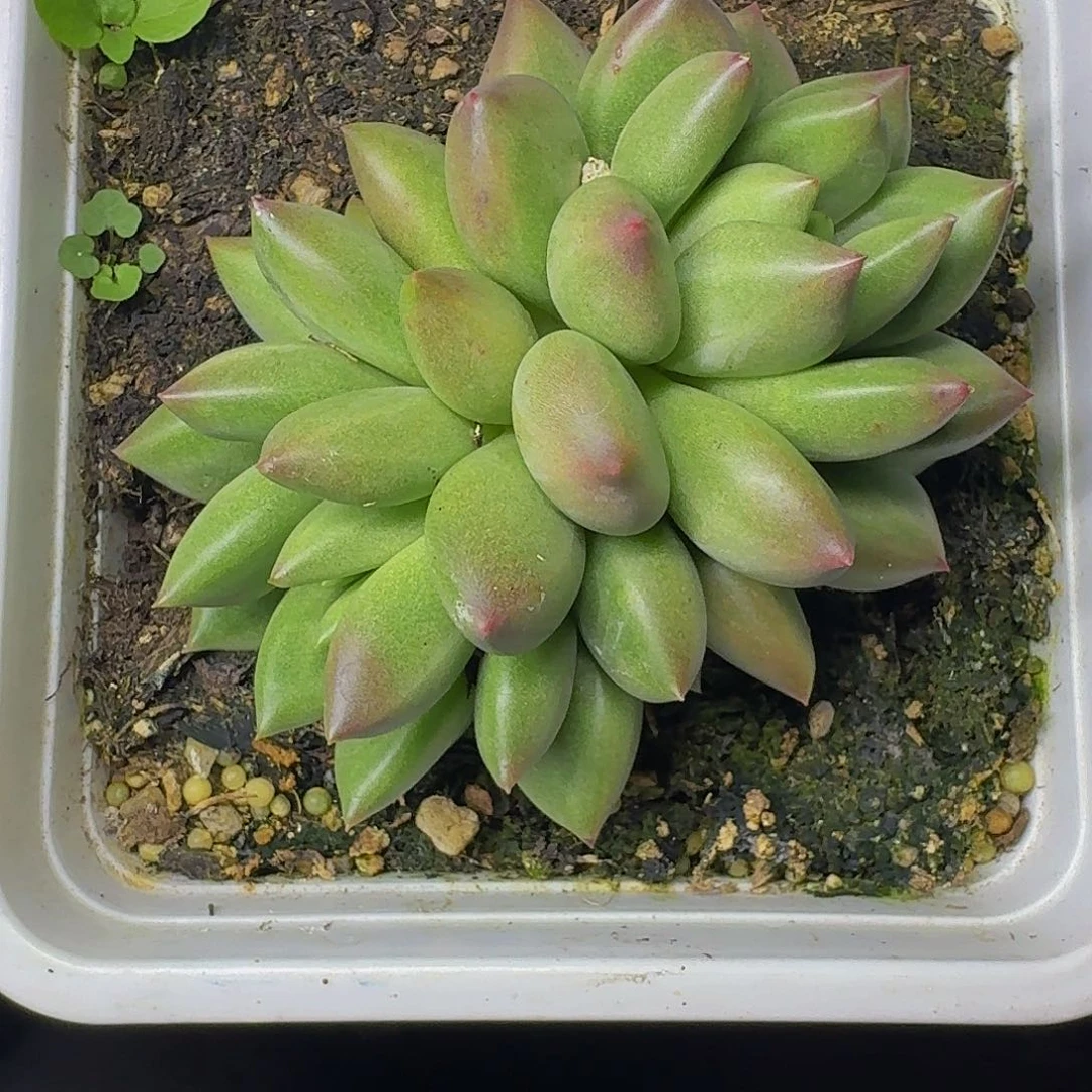 米其林 双头  一物一拍