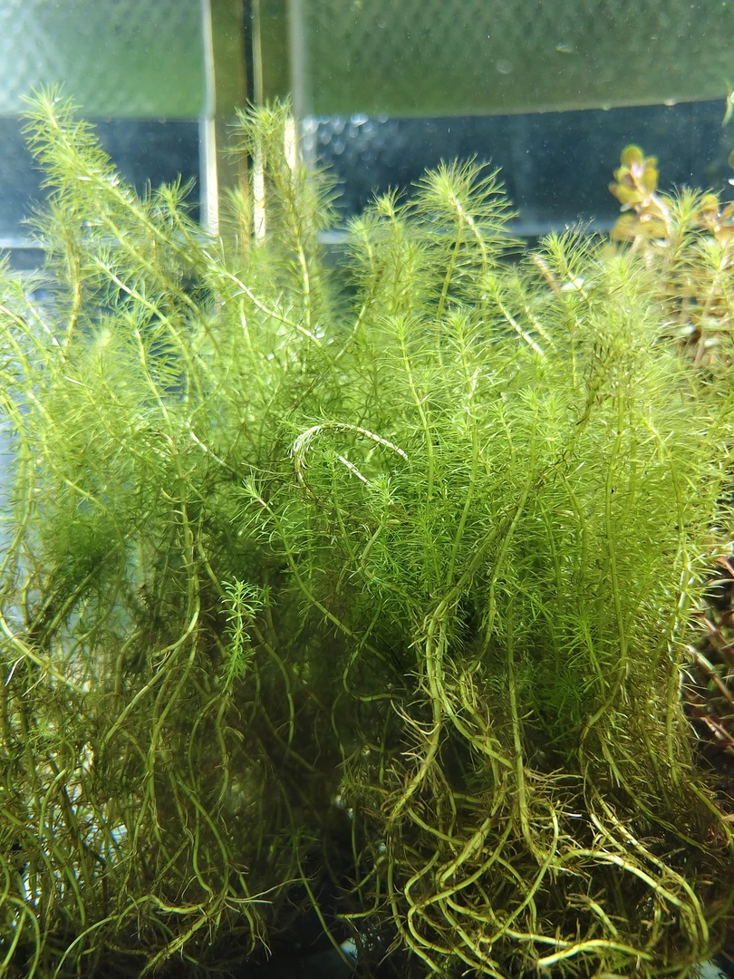 乌苏里聚藻水下草