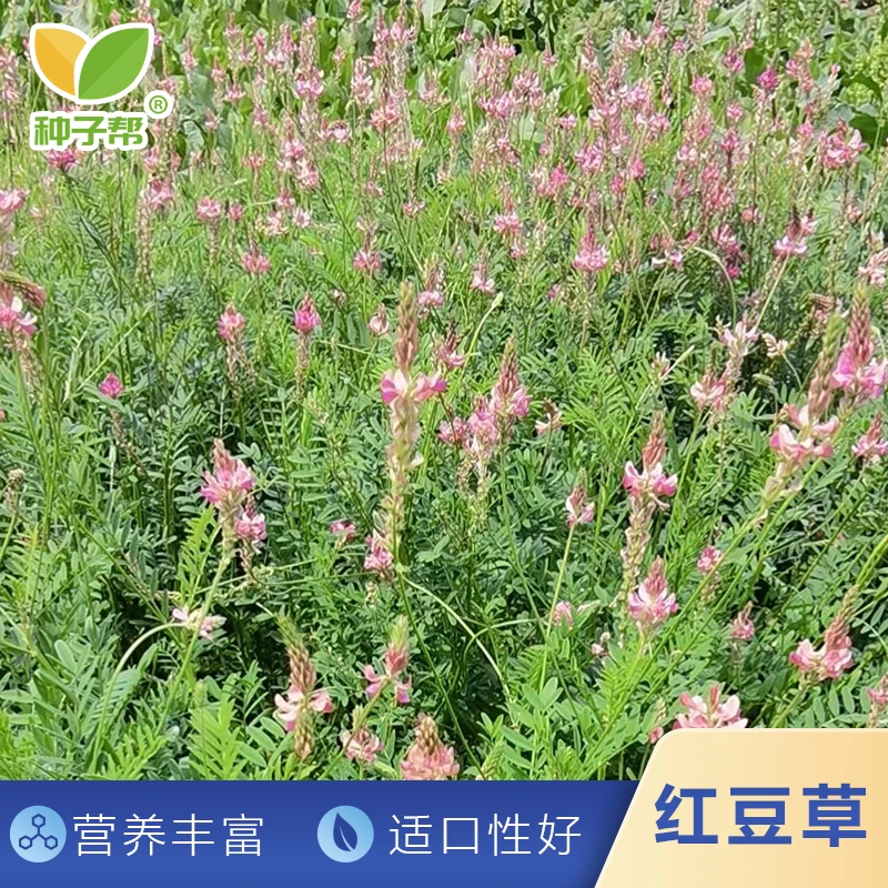 耐旱高产红豆草多年生豆科牧草养牛羊优质牧草鲜喂青贮皆可