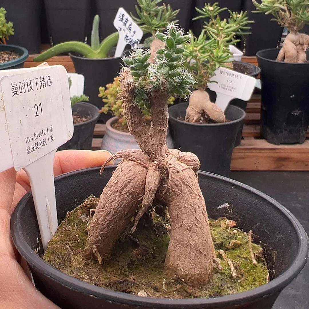 21号姬红小松12.31多肉