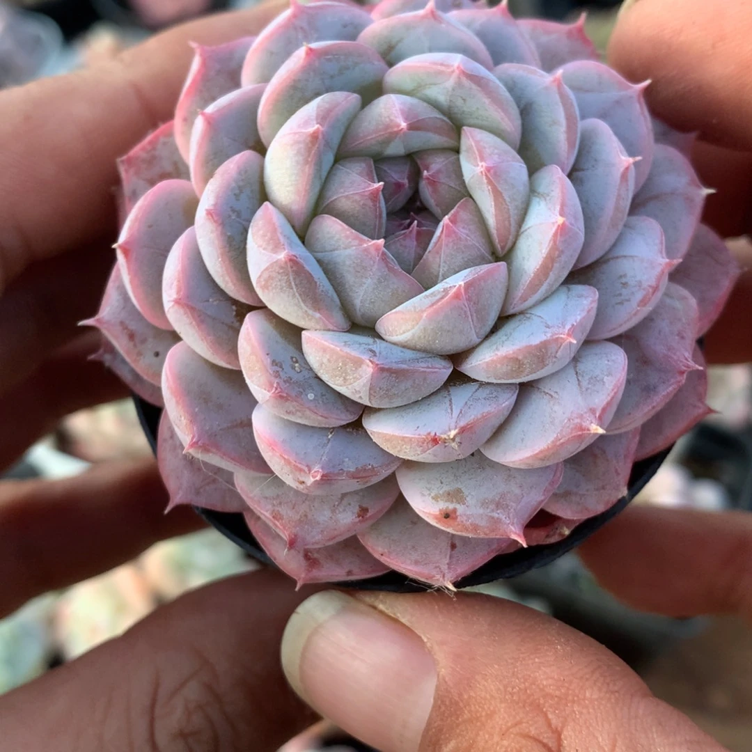 甘露多肉一物一拍