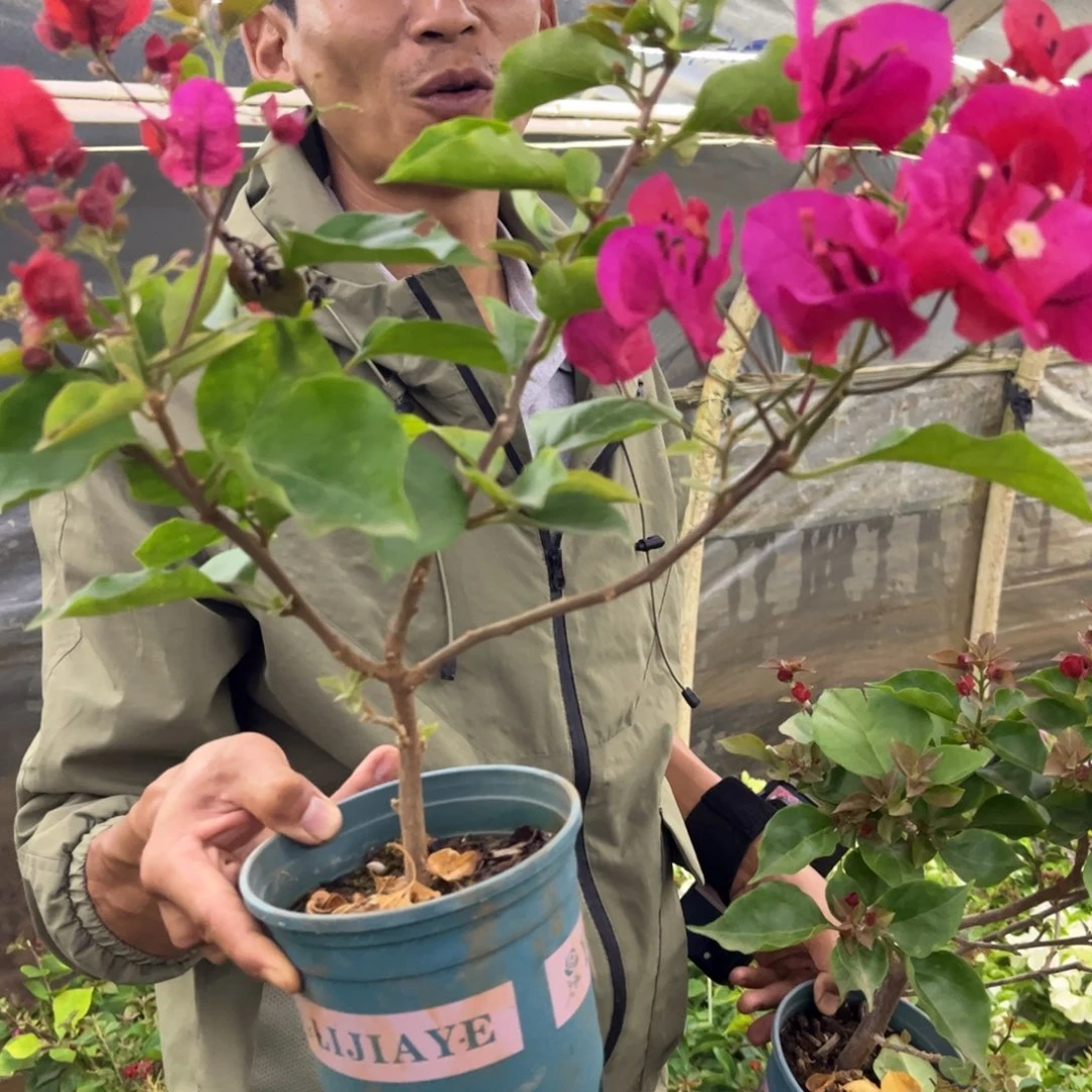 完全开放（血红）三角梅会落花落叶会光杆苗有大有小