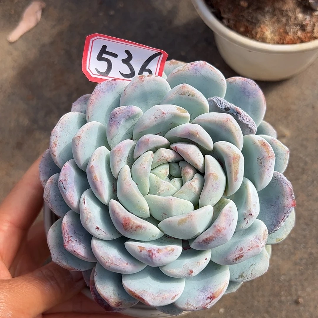 536号雪媚娘，一物一拍