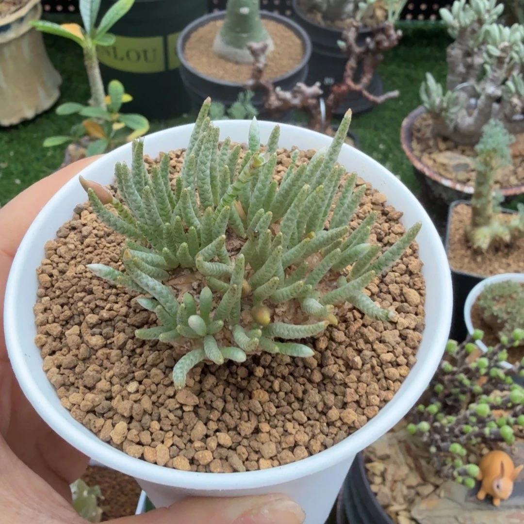 韧绵092仙人掌球球球