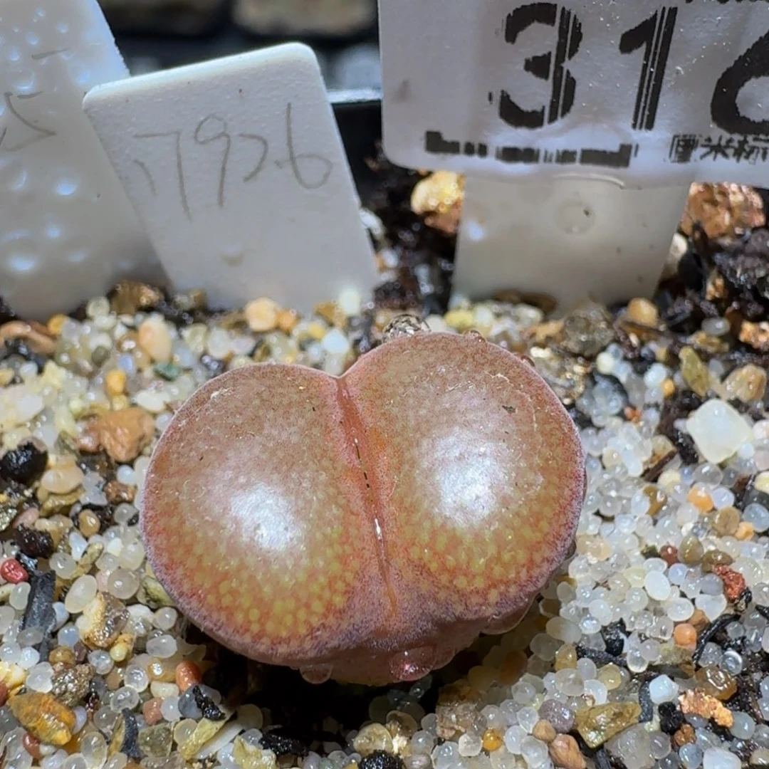 zzzzz生石花肉锥316