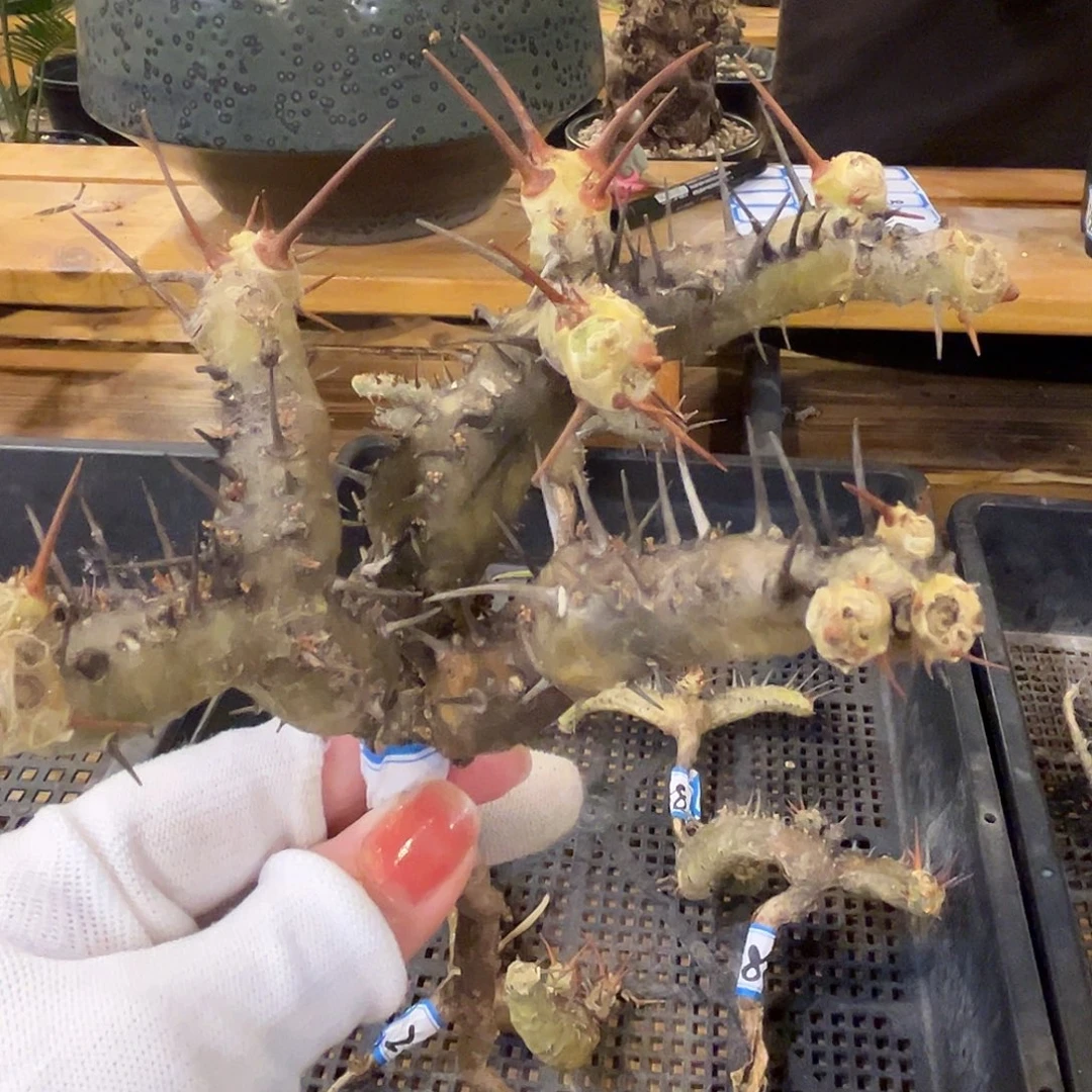 汤圆植物刺月界好看