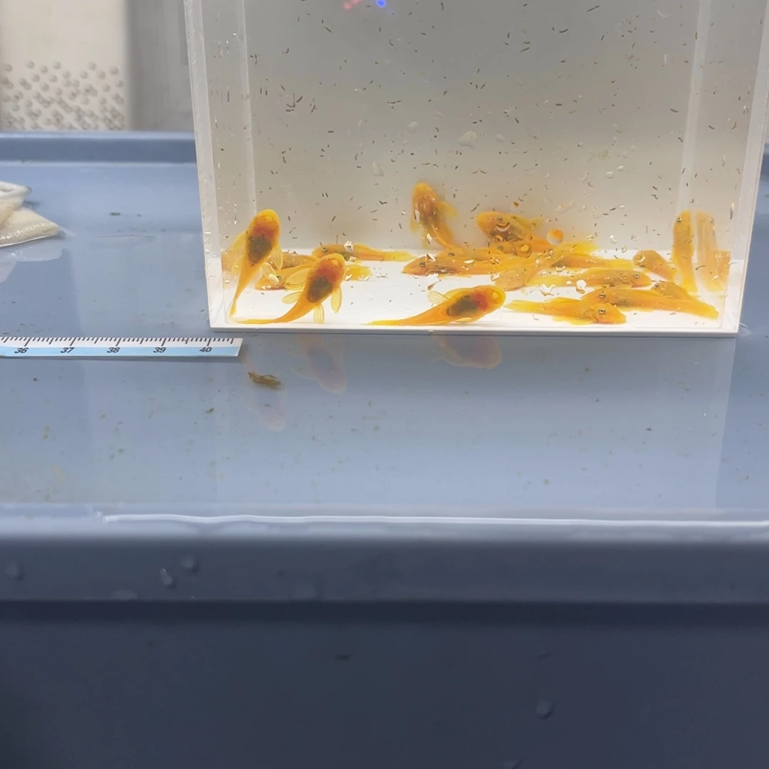 孔雀鱼小胡子20条开箱视频报损