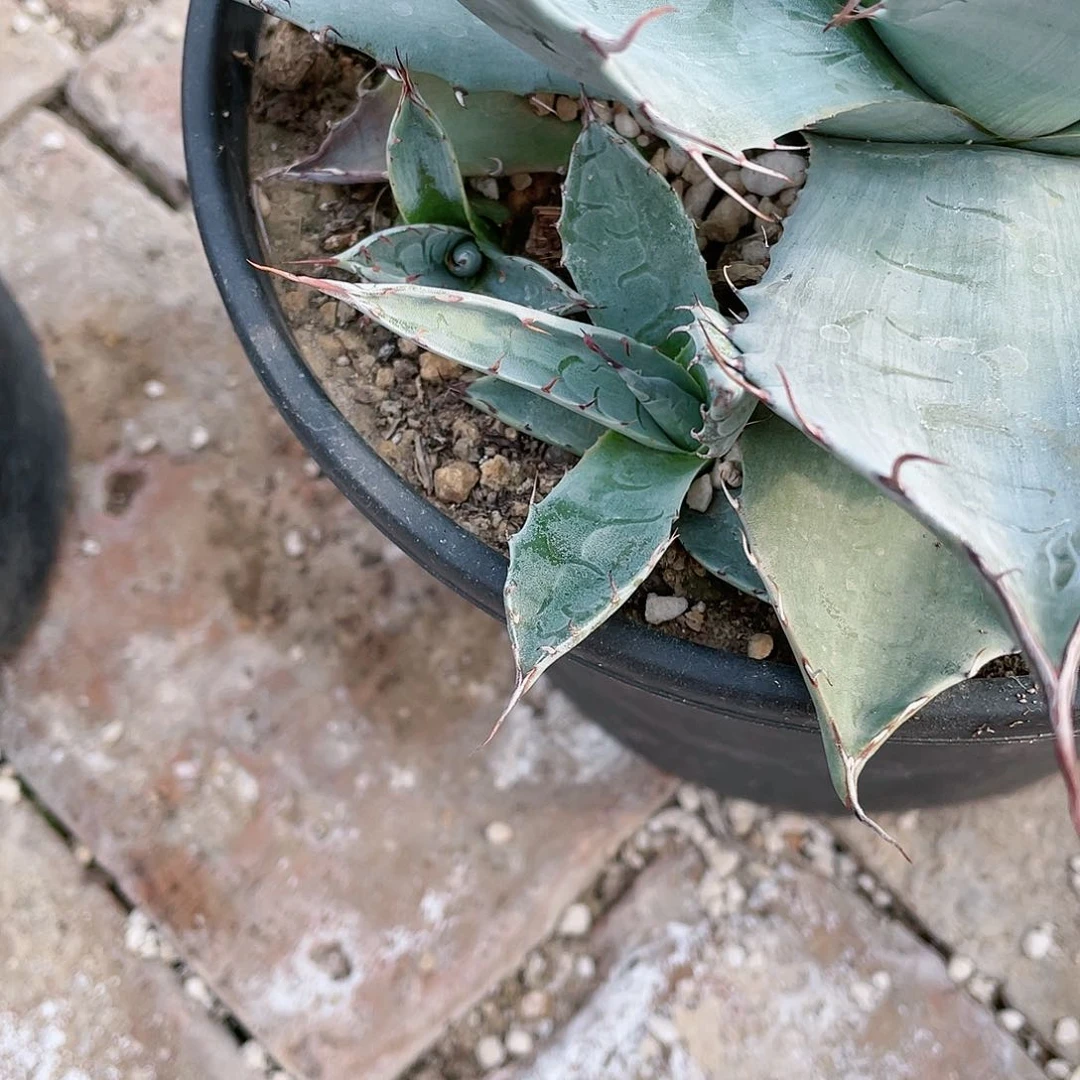 赖光小苗龙舌兰包邮