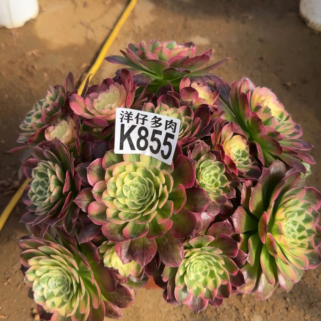 855海王法师园艺官服35左右2号