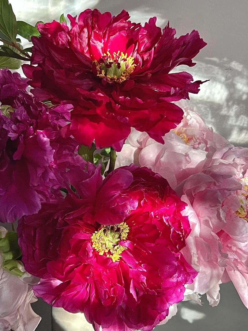 【红色系】重瓣催花年宵花牡丹春节送礼菏泽基地直销