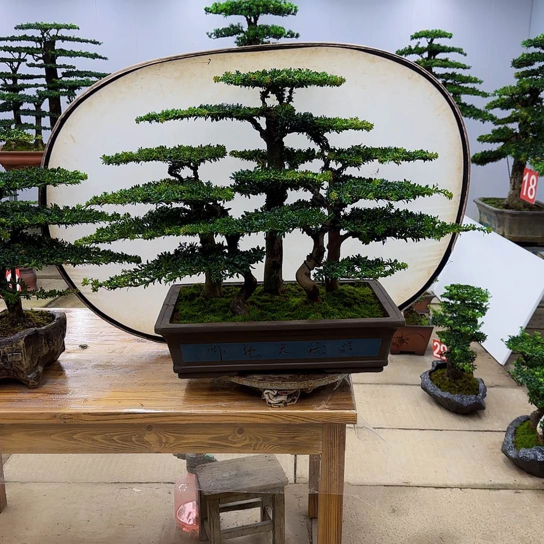 无花朵盆景直播间一物一拍