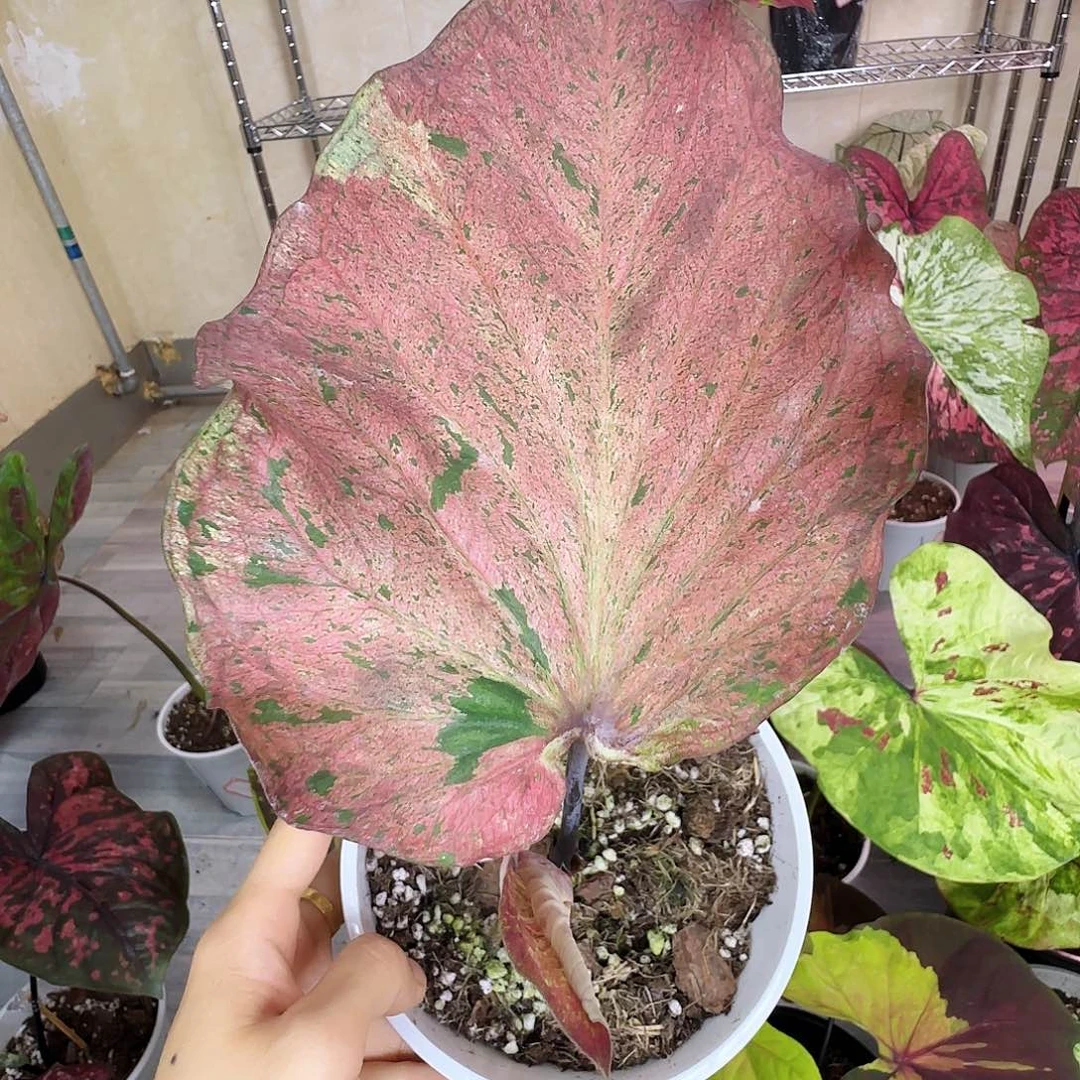 完全开放        32