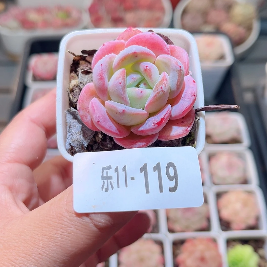 乐11-119白纱单头