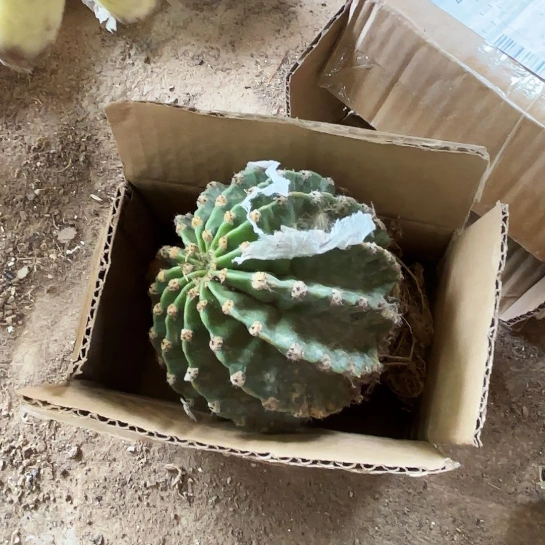 56 处理退货瑕疵球球