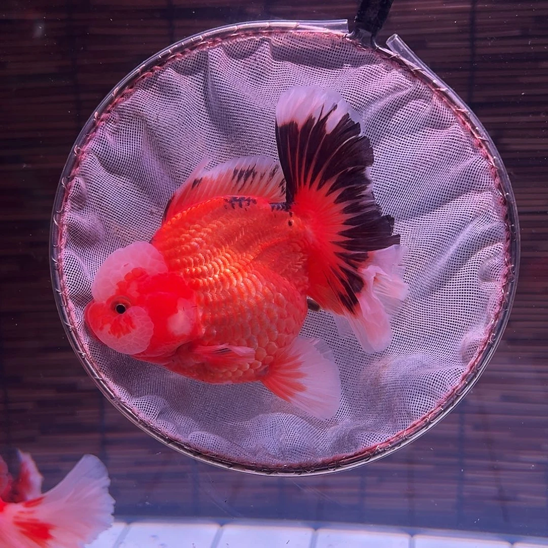 金鱼百褶泰狮冷水金鱼