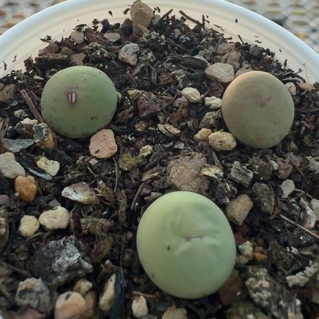 551三颗带盆土发货