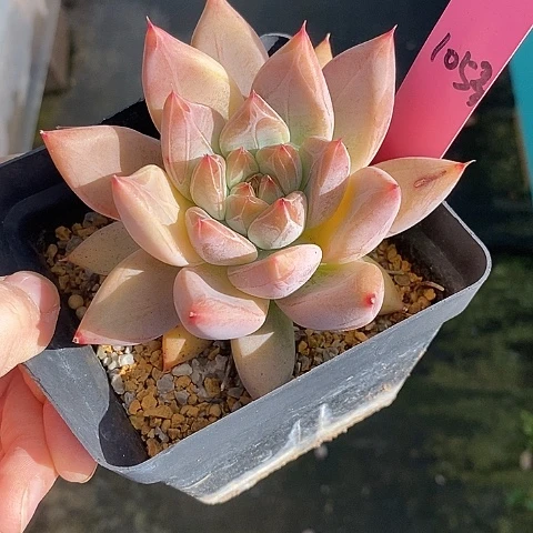 夜**兰1053多肉植物老桩