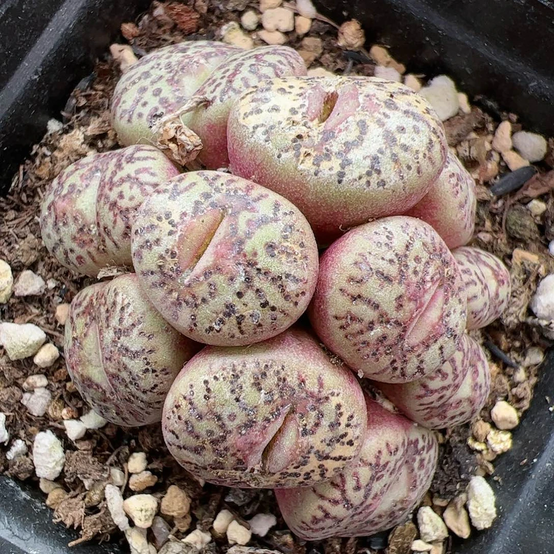 【闪购商品】363  跨年福利