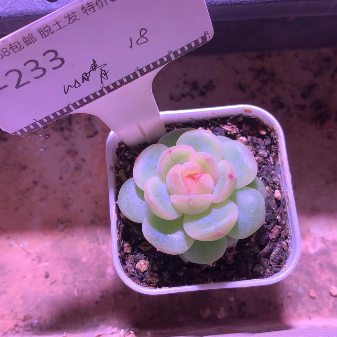 以***晴圆叶甜心优选58包邮