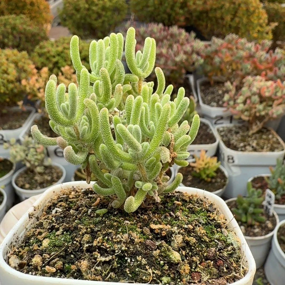 434白闪光一物一拍