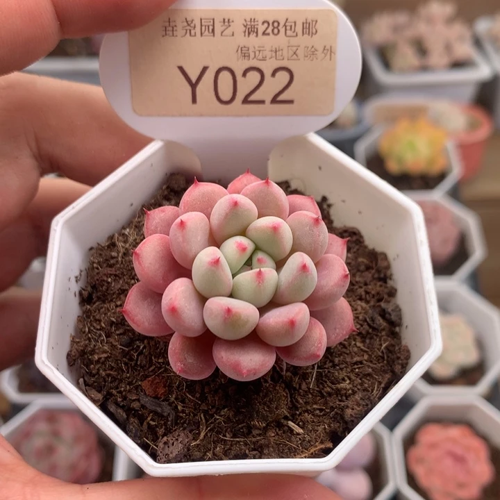 0022雪桃3.5厘米