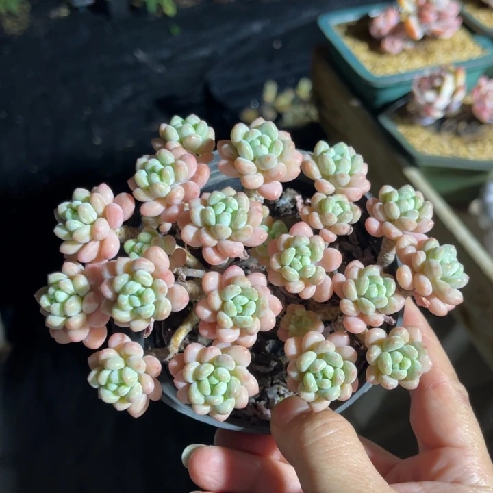 洛可可 一物一拍不支持退换