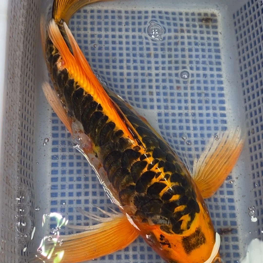 锦鲤冷水锦鲤包邮