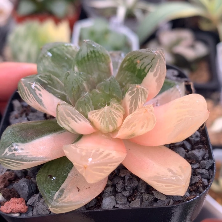 苏州玉露锦，带盆发货