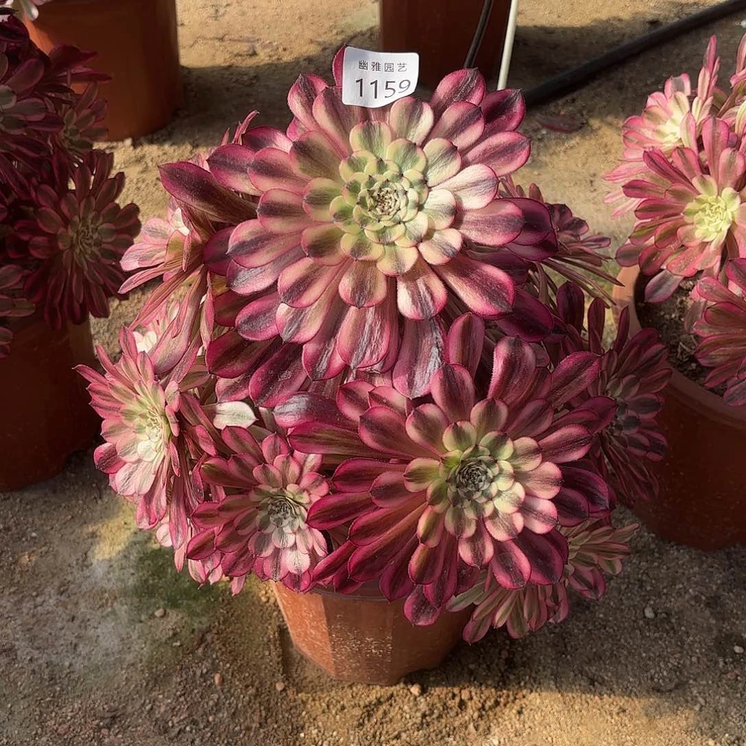 多肉法师水晶仙子1159不包断枝售后