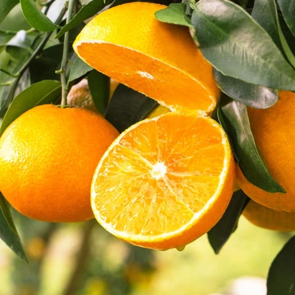 正宗四川爱媛38号果冻橙新鲜现摘爆甜多汁水果、自然成熟、有机水果
