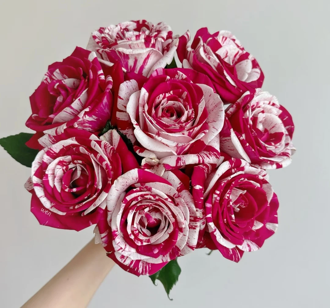 水瓶座玫瑰【5度以下地区必须拍保温棉，没拍的冻坏不售后】