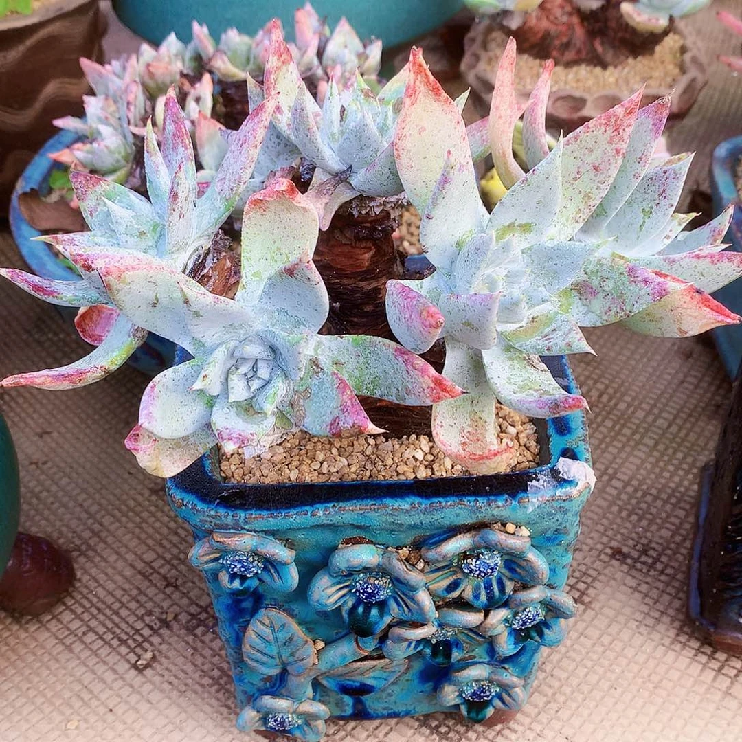 1630苹果叶雪山仙女杯多肉