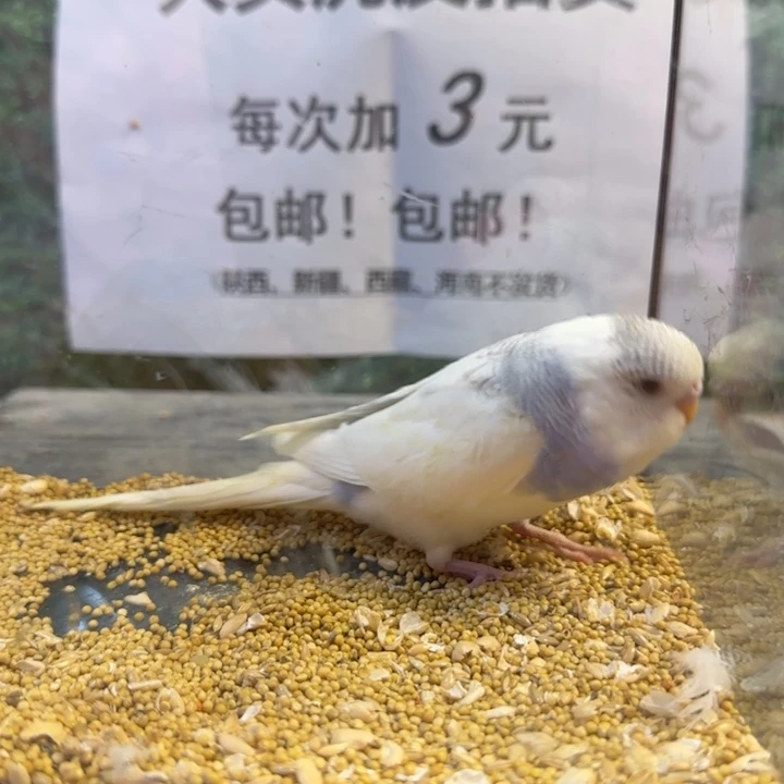 虎皮鹦鹉大头虎皮鹦鹉