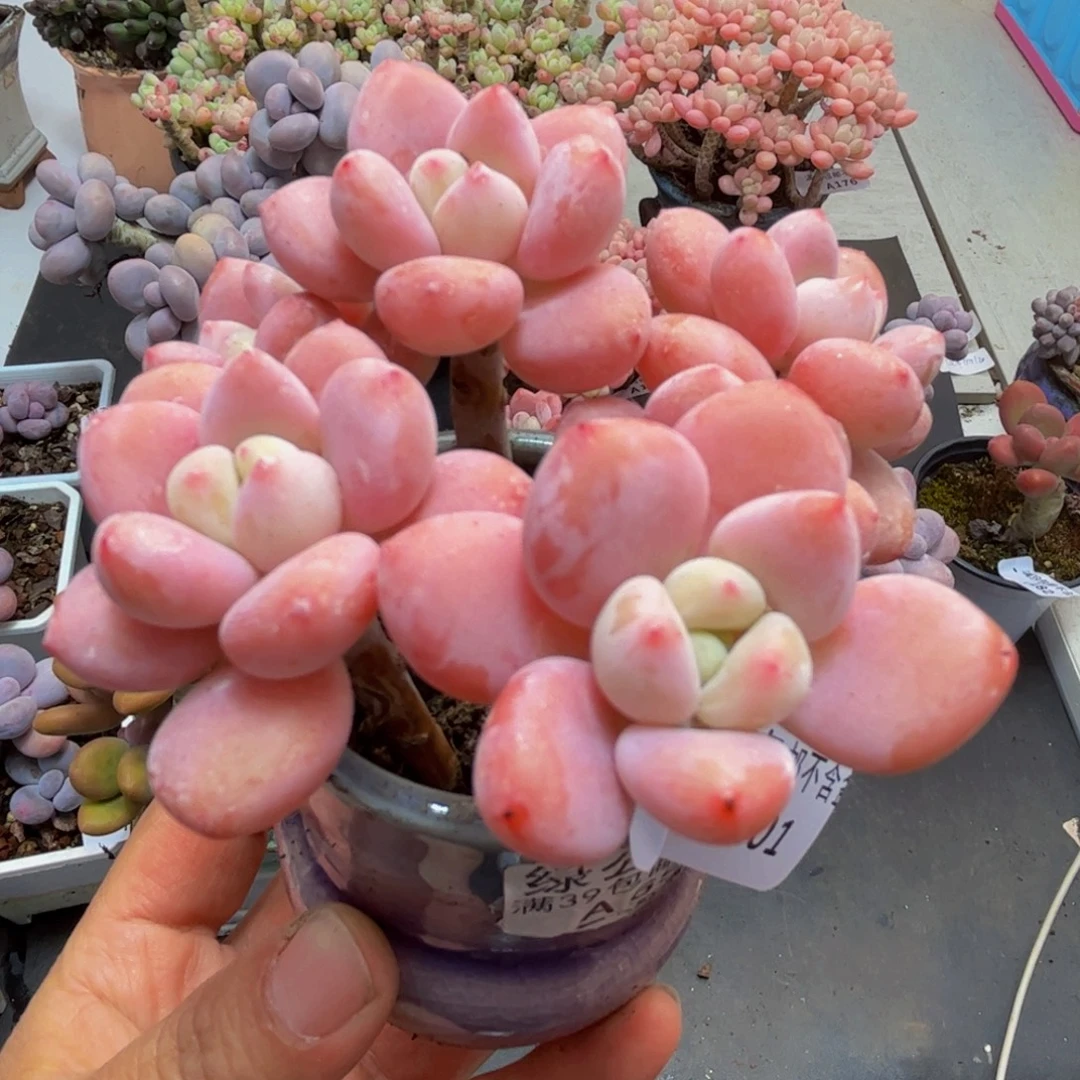 201/8cm樱花洛神多肉