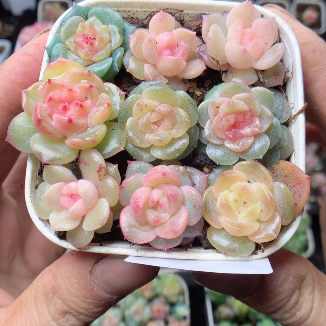 无花朵E126。yyyyyyy