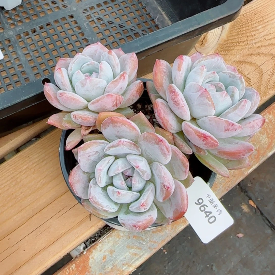 长杆子星影，9640多肉植物