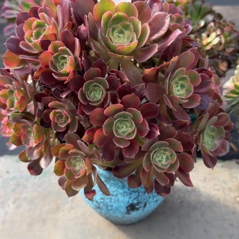 143雅典娜30厘米左右