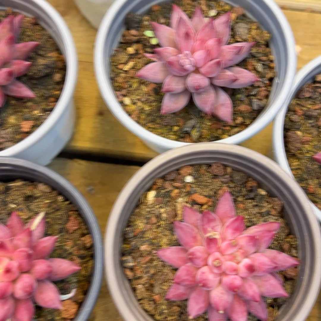 春节大福利，虞美人