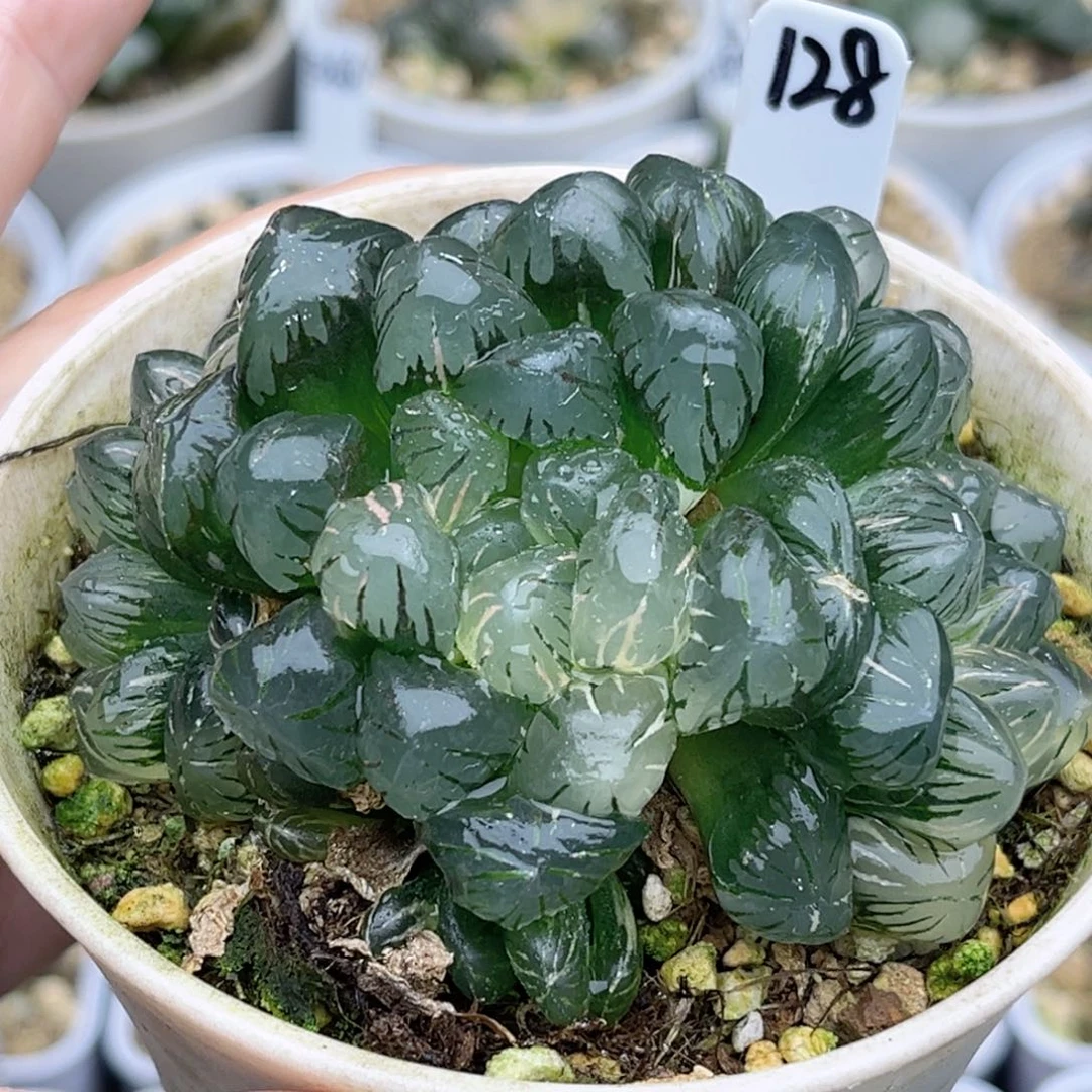 128冰灯玉露锦福利专场