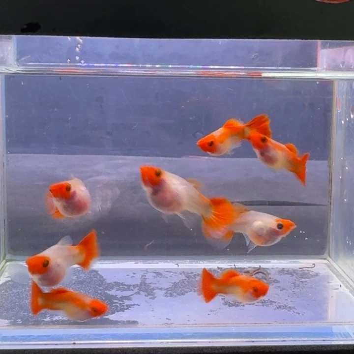 海水鱼淡水深海蓝玻璃猫深海蓝