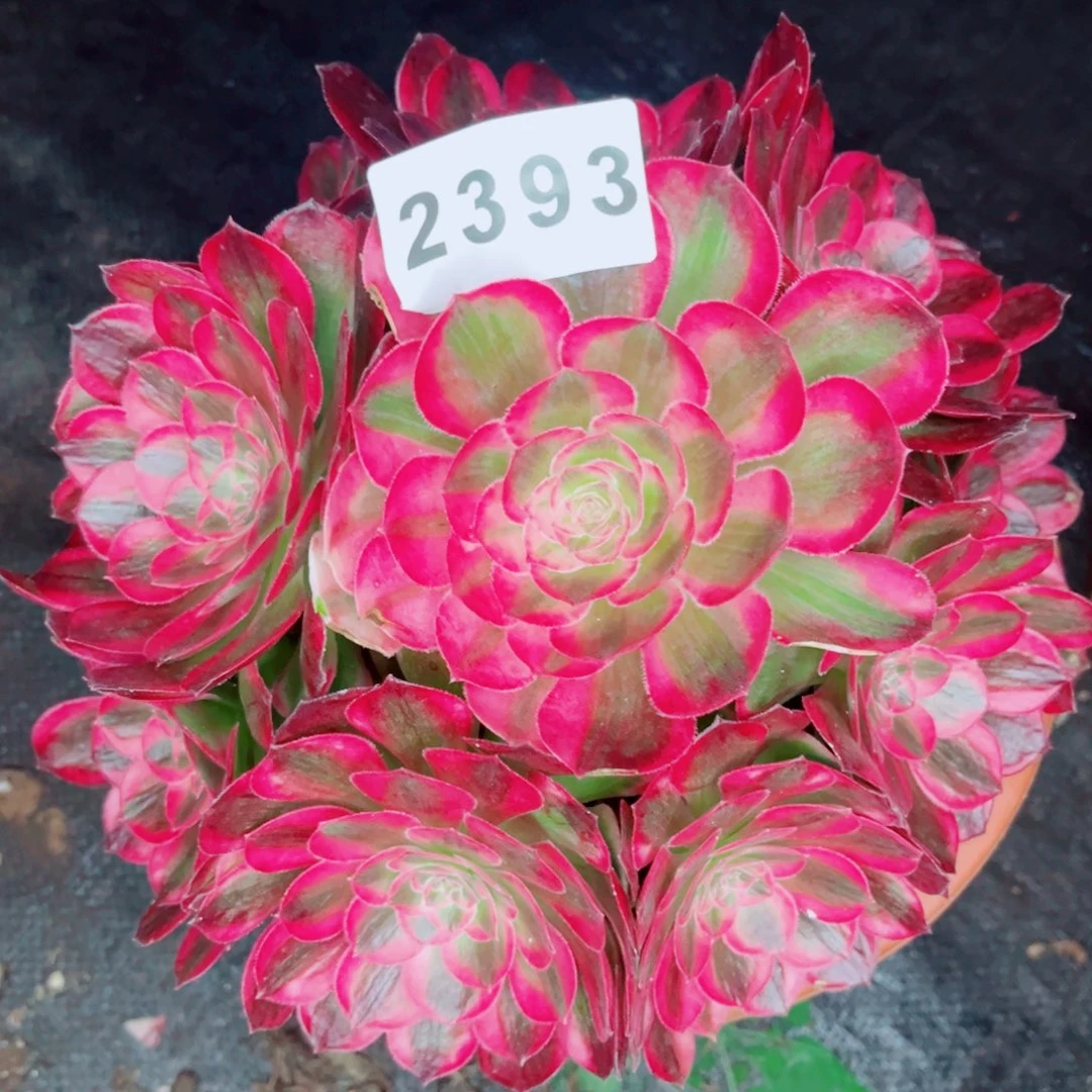 孔雀翎多肉发货发货