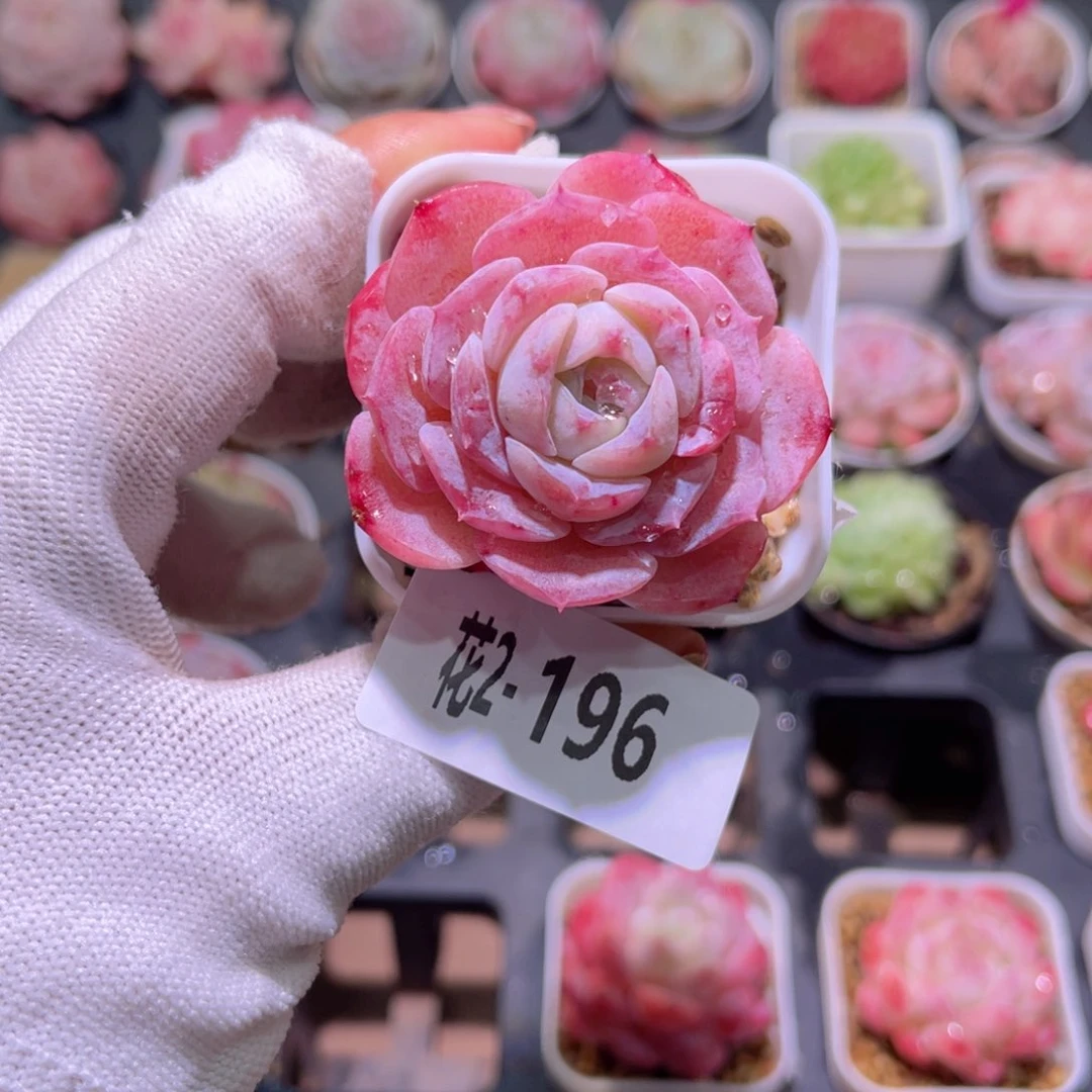 红陶花01-196洛丽塔单头