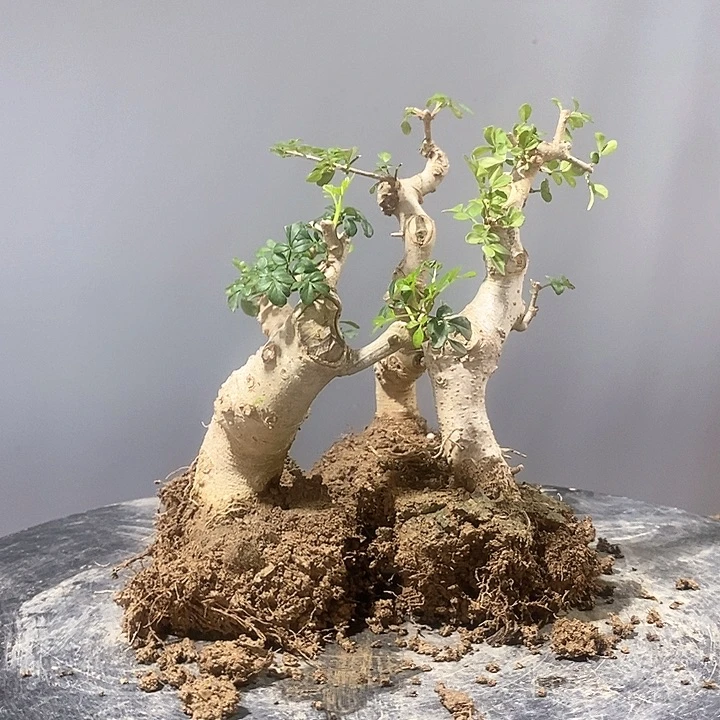 覃***大完全开放11111111