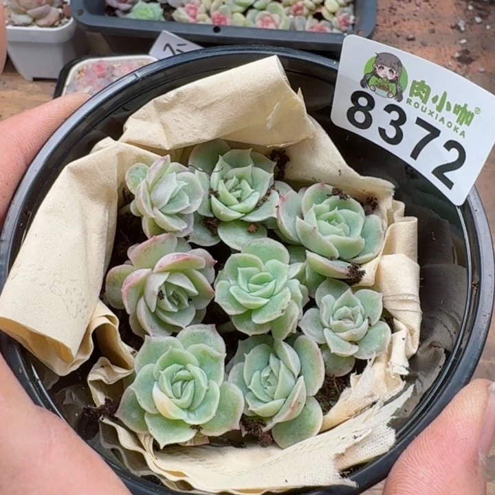 多肉植物多肉植物